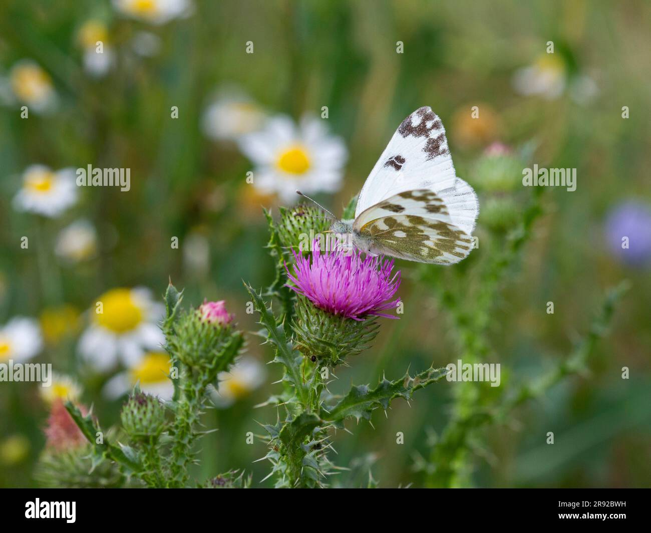 Bagno bianco (Pontia daplidice, Pontia Daphlidice), seduto sul cardo, Ungheria Foto Stock