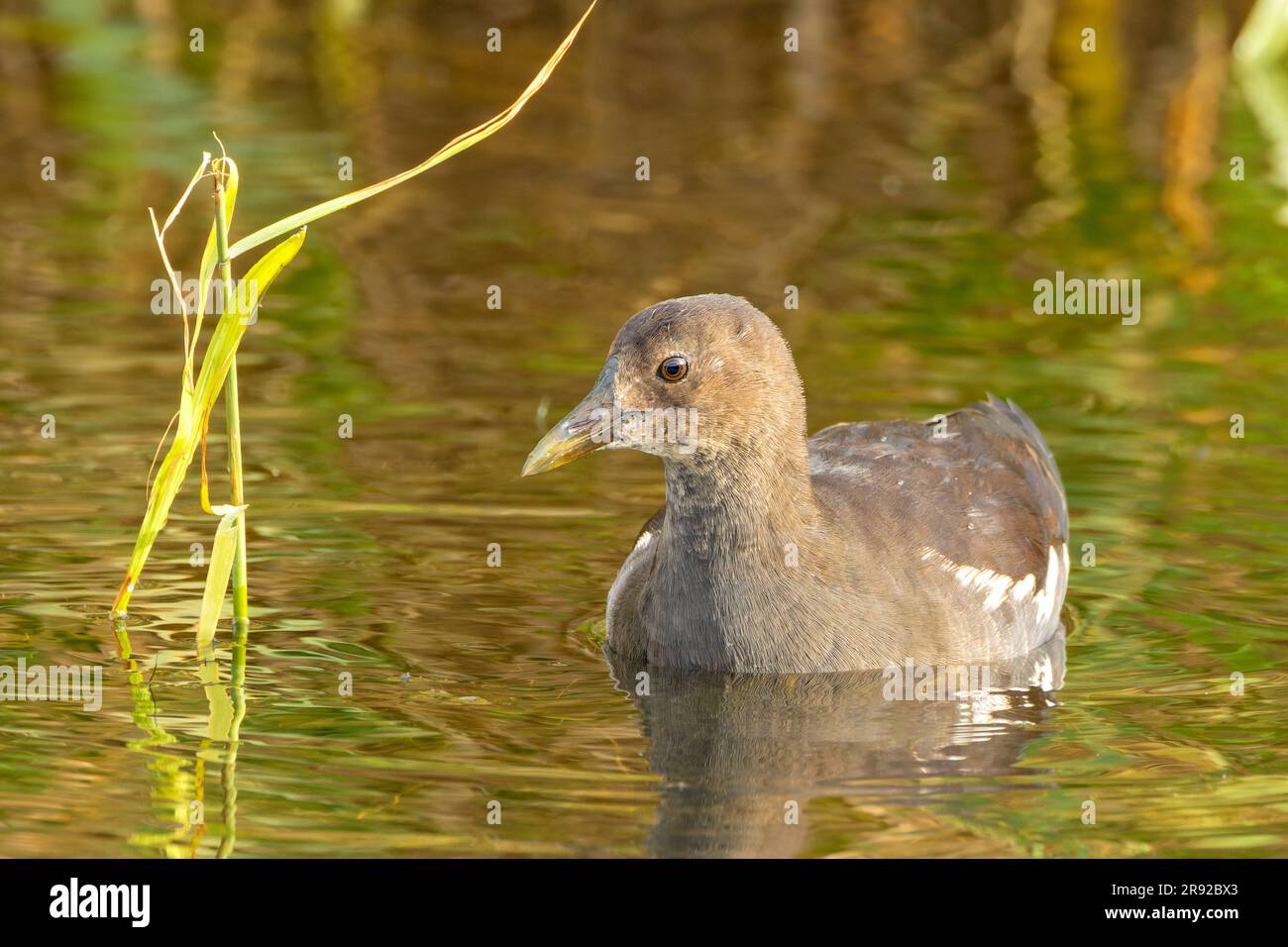 moorhen (Gallinula chloropus), giovane su acqua, Germania, Schleswig-Holstein, Heligoland Foto Stock