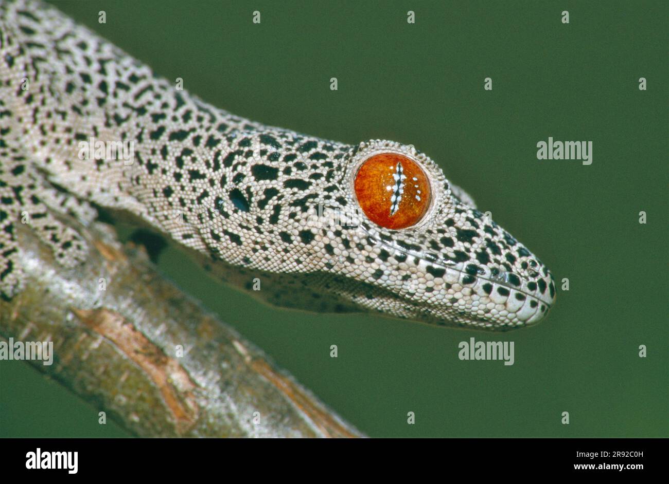 Geco dalla coda dorata, geco dalla coda dorata (Strophurus taenicauda), ritratto su un ramo, vista laterale, Australia, Queensland Foto Stock