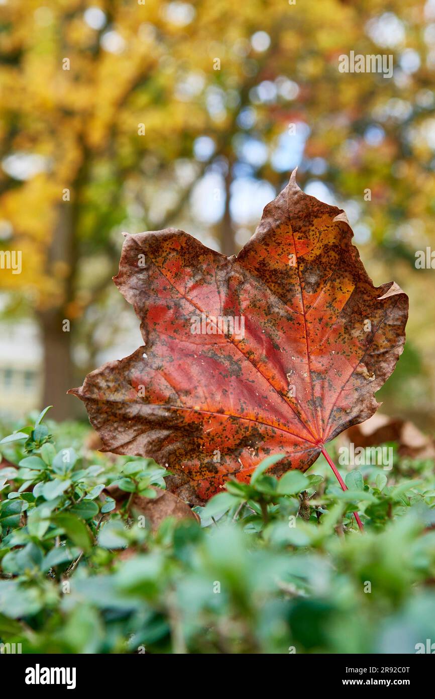 Acero di sycamore, grande acero (Acer pseudoplatanus), foglia marrone autunnale su una siepe, Germania Foto Stock