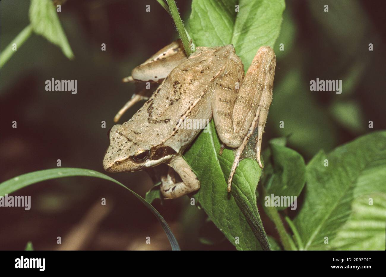 Rana agile, rana primaverile (Rana dalmatina), sulla vegetazione ripariale, Germania, Baviera, Schoenramer Filz Foto Stock