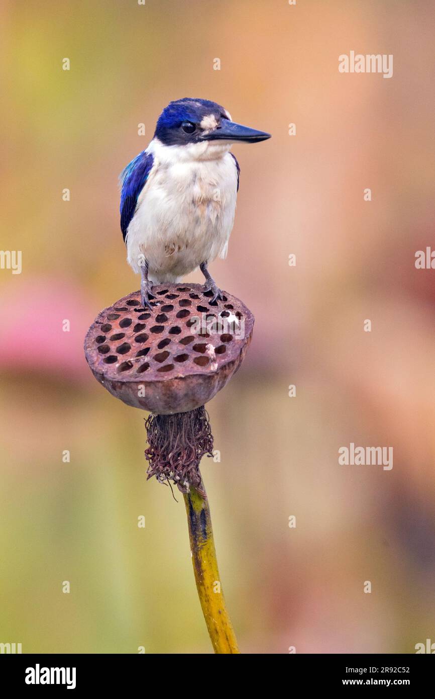 Forest kingfisher (Todiramphus macleayii, Halcyon macleayii), seduto su una pianta, Australia, Queensland, Tyto Wetlands Foto Stock