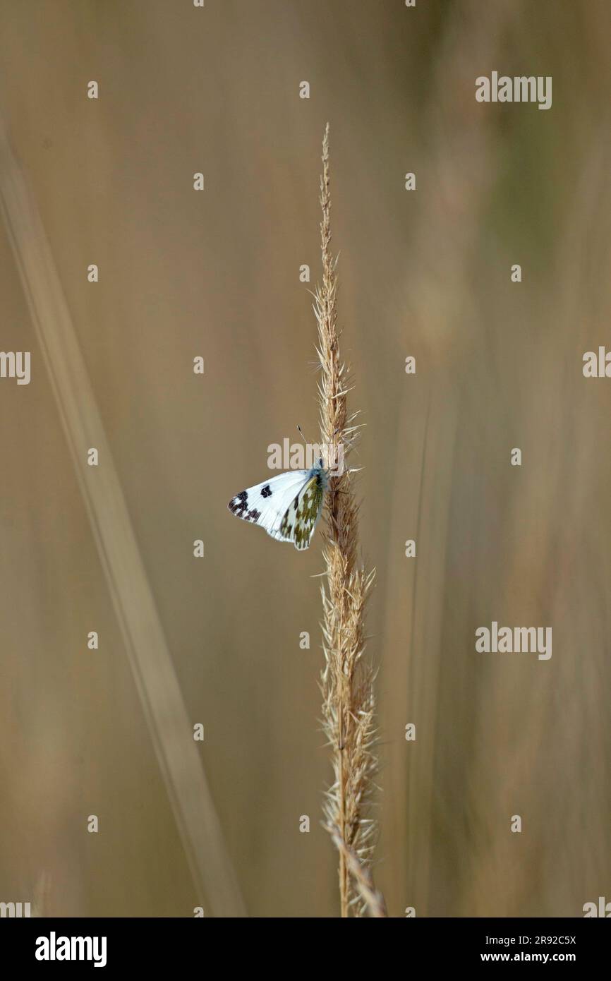 Bagno bianco (Pontia daplidice, Pontia daphlidice), seduto ad Agrass, Finlandia, Hanko Foto Stock
