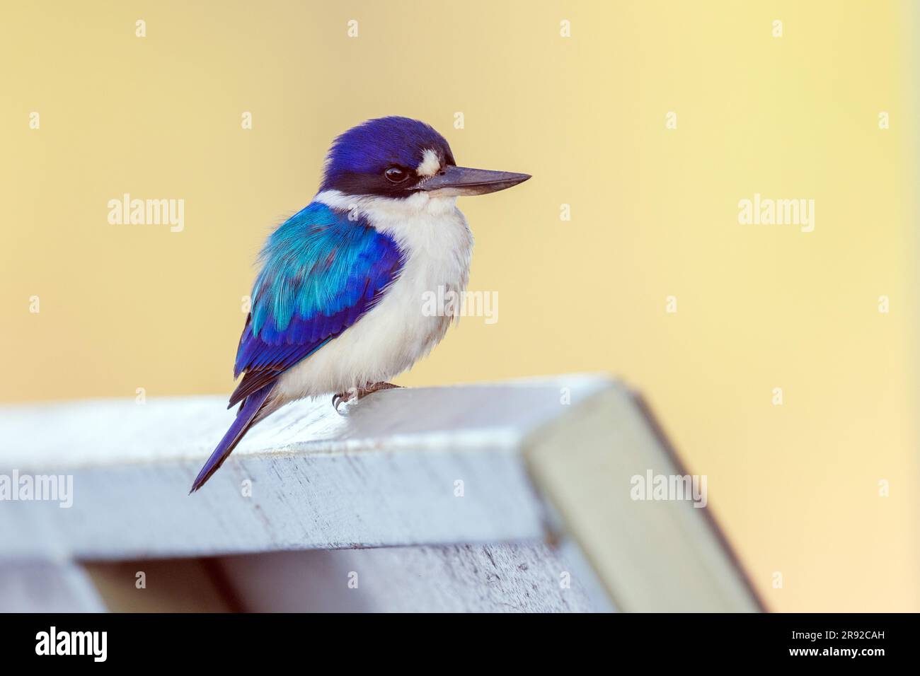 Forest kingfisher (Todiramphus macleayii, Halcyon macleayii), sitting, Australia, Northern Territory, Riserva di conservazione della diga di Fogg Foto Stock