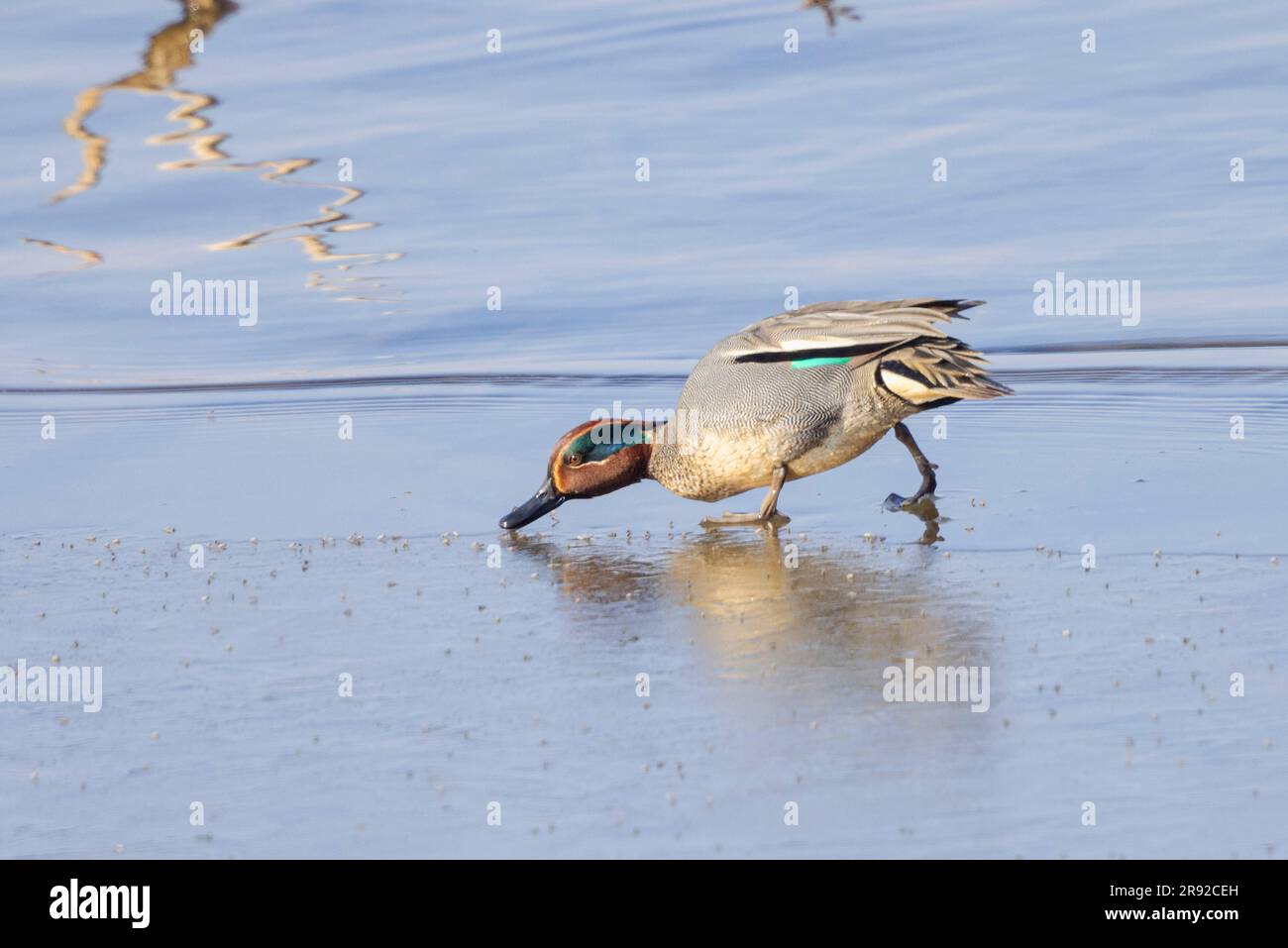 Anas crecca (Anas crecca), maschio che mangia numerosi insetti acquatici da una calotta di ghiaccio sulla riva del lago, Germania, Baviera, lago Chiemsee Foto Stock