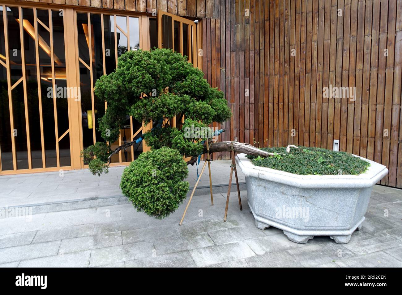 Bonsai coltivato in modo storto in una vasca è supportato, Taiwan, Taipeh Foto Stock