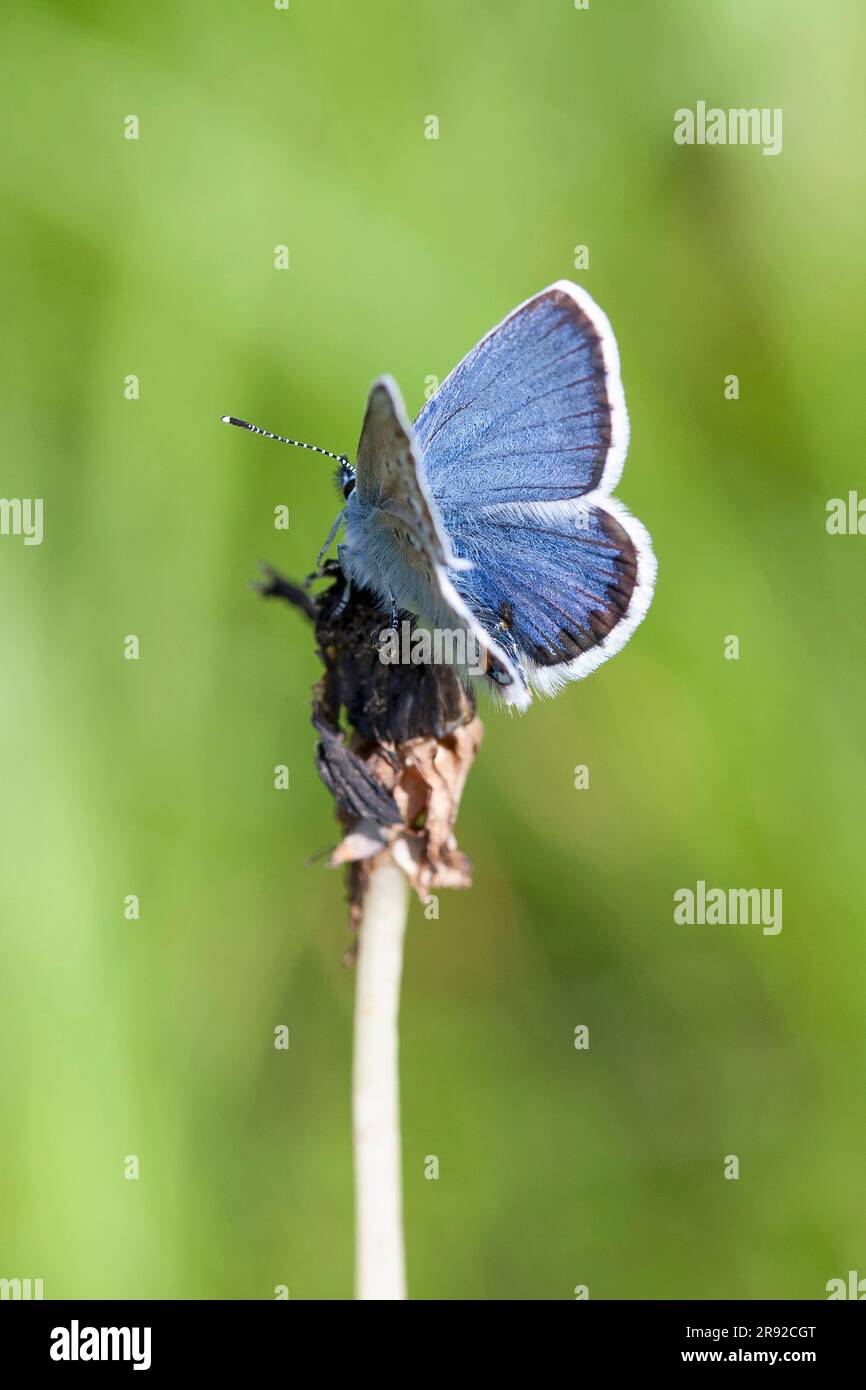 Idas Blue, Northern Blue (Plebejus idas, Plebeius idas), seduto su una pianta, Finlandia, Lapponia Foto Stock