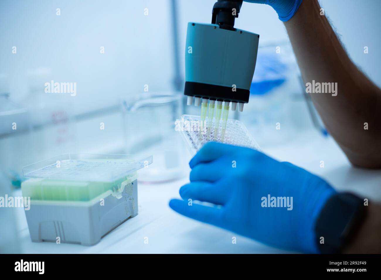 Dosaggio cellulare in vitro con colture cellulari multi-pipette e piastre a pozzetti Foto Stock