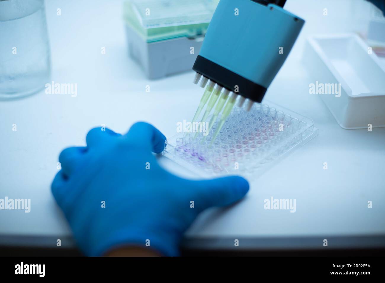 Dosaggio cellulare in vitro con colture cellulari multi-pipette e piastre a pozzetti Foto Stock