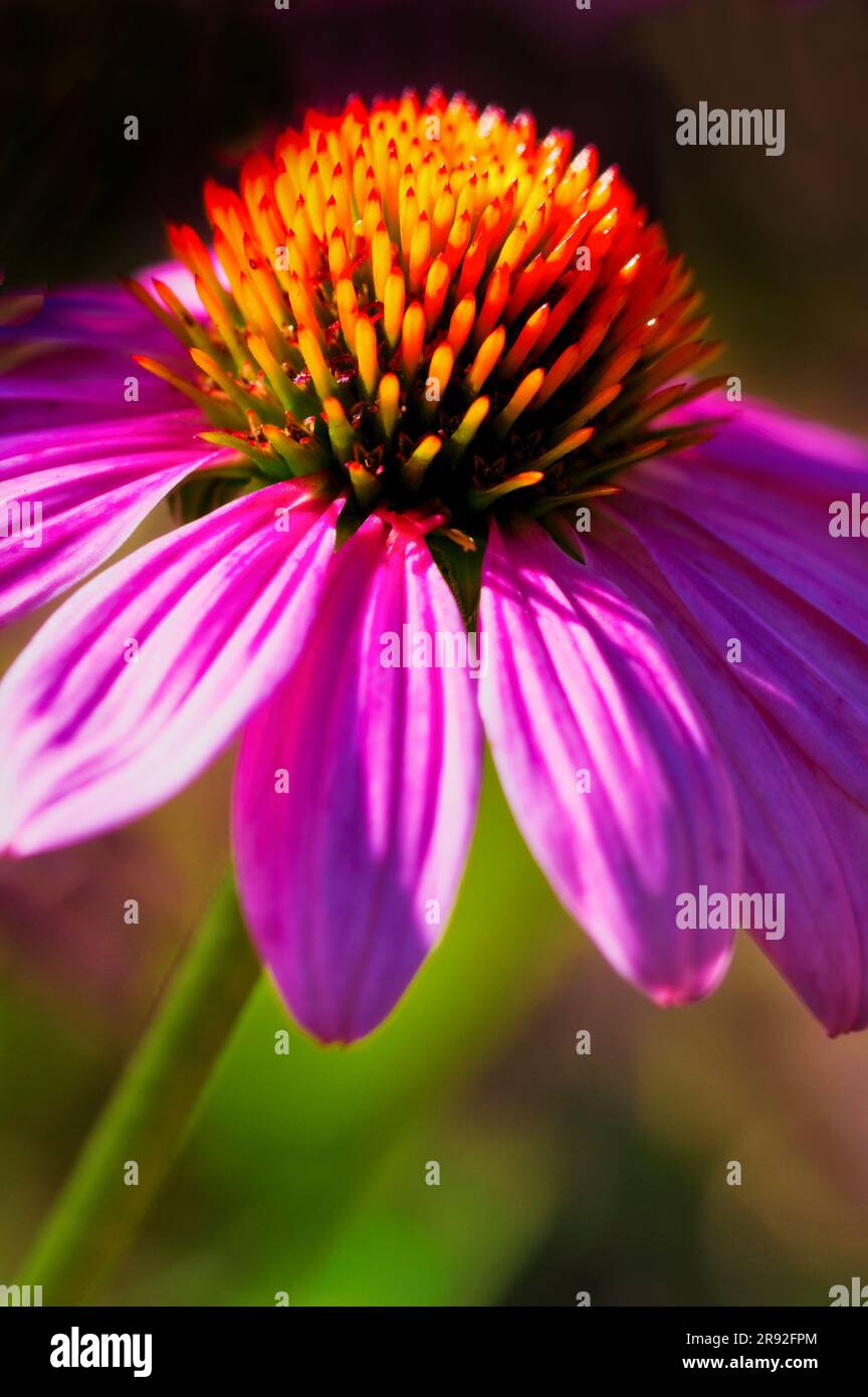 Gli schemi della natura sono tutti incredibili e unici. Come la forma e il colore di questo coneflower. Foto Stock