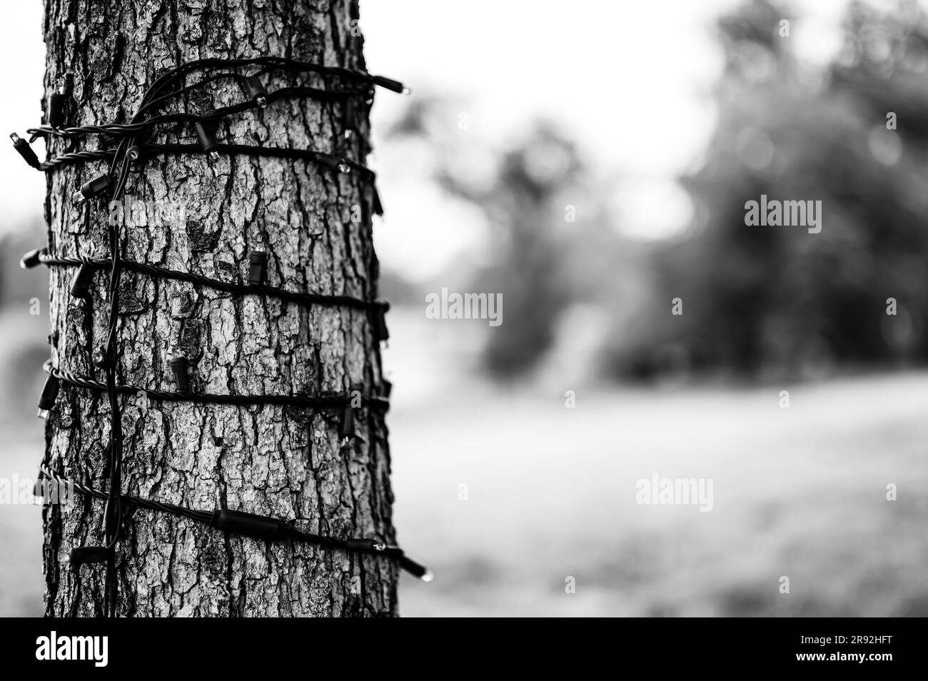 Sting di luci di Natale a LED lasciato su un albero all'aperto tutto l'anno. Foto Stock