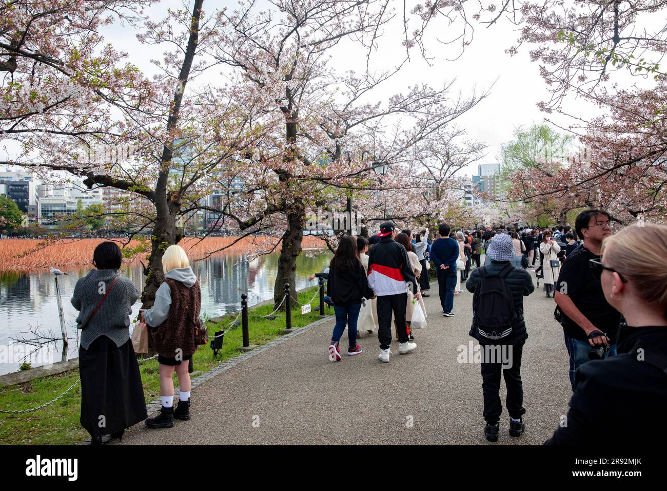 Ueno Park Tokyo Japan 2023, la gente cammina attraverso il parco per vedere la fioritura dei ciliegi nella primavera 2023, Giappone, Asia Foto Stock