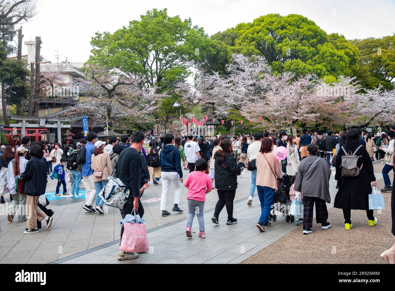 Ueno Park Tokyo Japan 2023, la gente cammina attraverso il parco per vedere la fioritura dei ciliegi nella primavera 2023, Giappone, Asia Foto Stock
