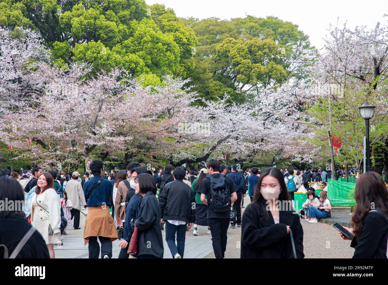 Ueno Park Tokyo Japan 2023, la gente cammina attraverso il parco per vedere la fioritura dei ciliegi nella primavera 2023, Giappone, Asia Foto Stock
