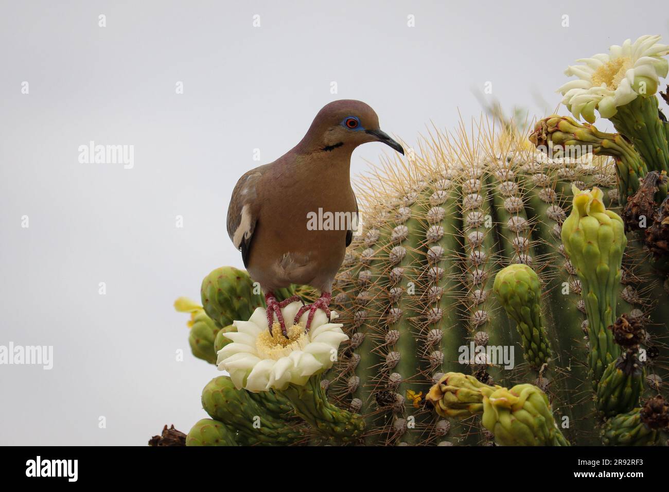 Colomba dalle ali bianche o Zenaida asiatica arroccata su un fiore di cactus saguaro presso il ranch Riparian Water in Arizona. Foto Stock