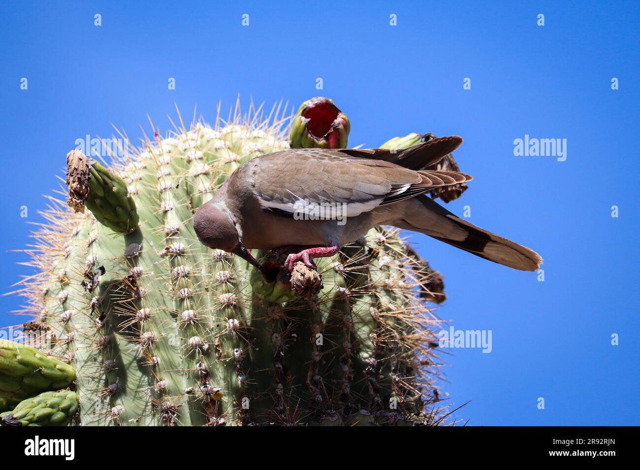 Colomba alata bianca o Zenaida asiatica che si nutrono di cactus saguaro presso il ranch d'acqua della Riparian in Arizona. Foto Stock
