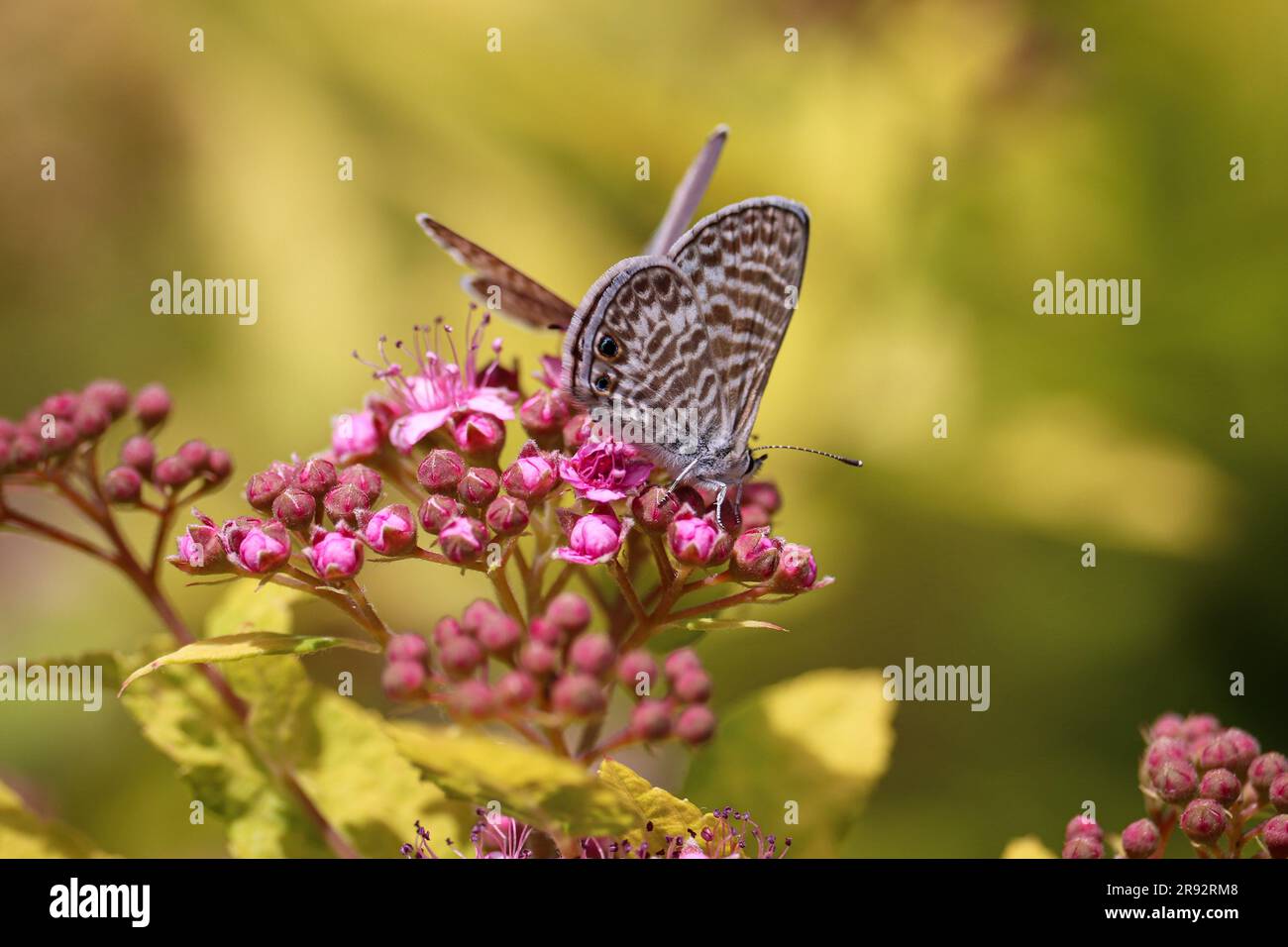 Porticciolo di Leptotes blu marino che si nutre di fiori di Spiraea al vivaio della fiera Plant Fair a Star Valley, Arizona. Foto Stock