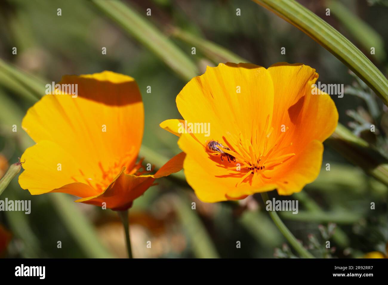 Papavero dorato o Eschscholzia californica con una piccola ape che cresce lungo la strada a Payson, Arizona. Foto Stock