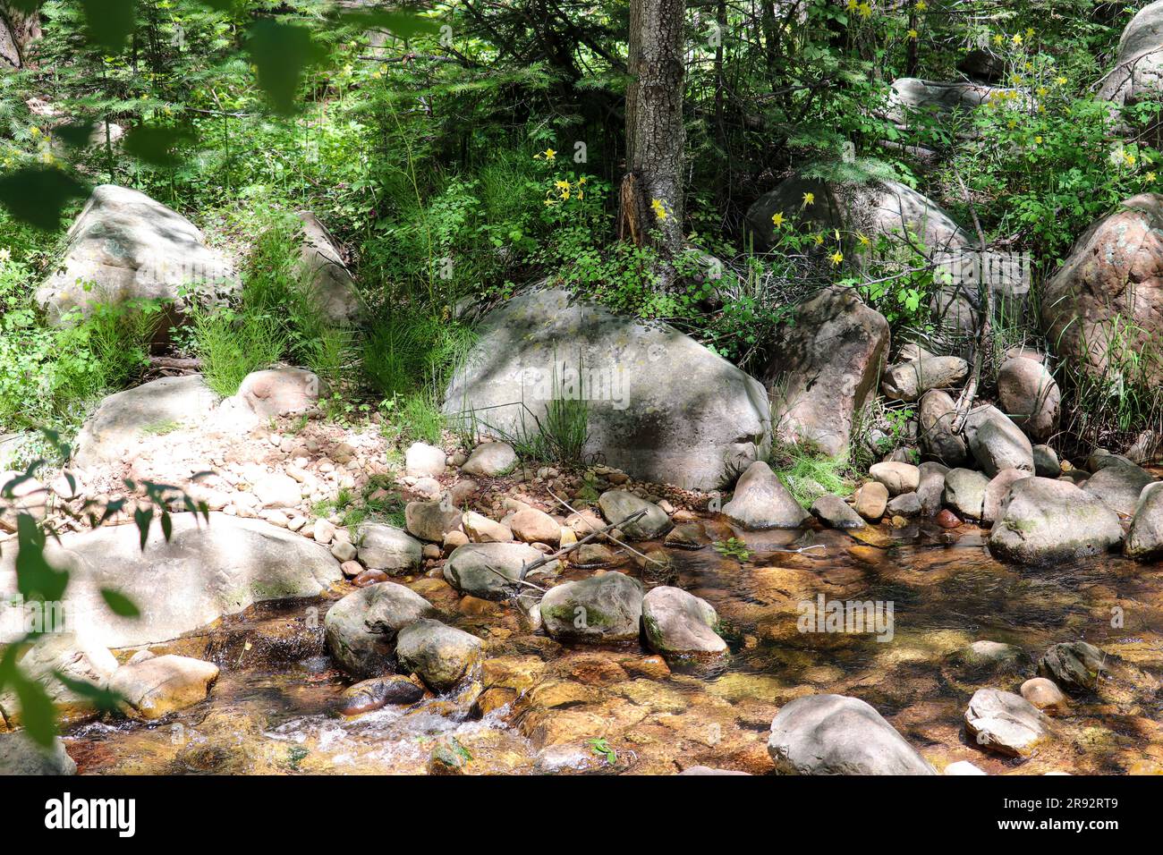 Vista del lato di Christaphor Creek dal SEE Spring Trail vicino a Payson, Arizona. Foto Stock