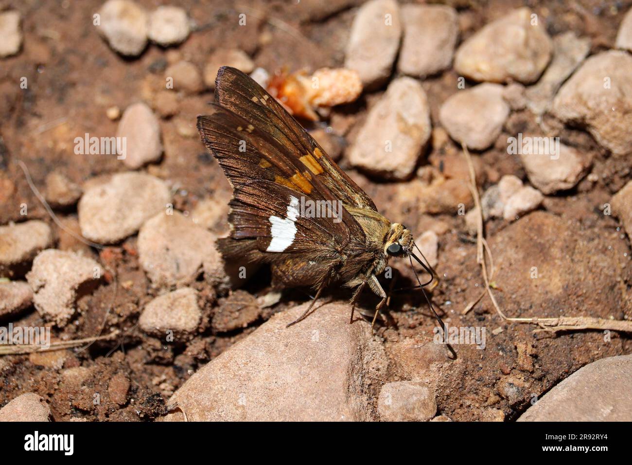 Lo skipper con macchie d'argento o l'Epargyreus clarus che beve fango sulla riva di un ruscello presso il sentiero SEE Spring vicino a Payson, Arizona. Foto Stock