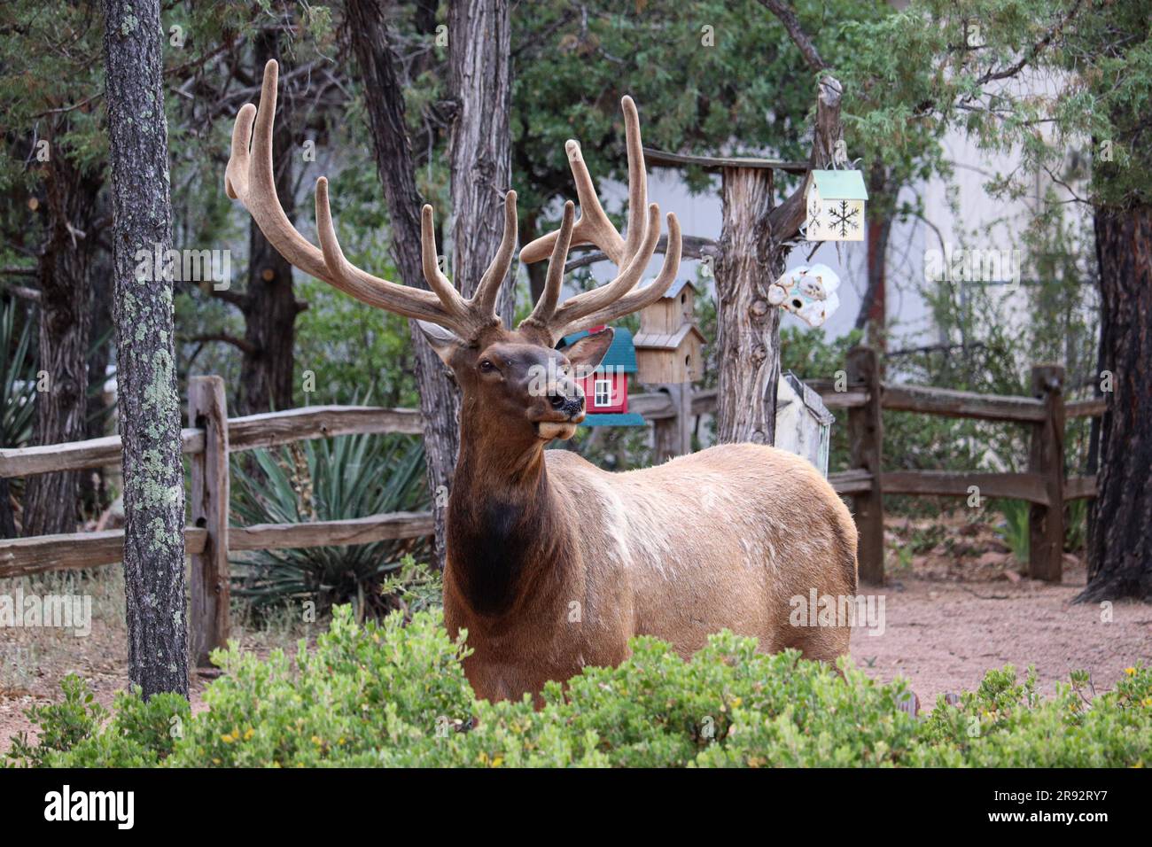 Bull Elk o Cervus elaphus in piedi dietro alcuni cespugli in un quartiere di Payson, Arizona. Foto Stock