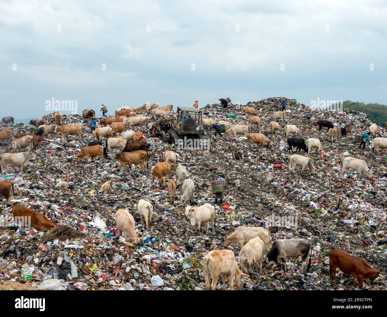 Un branco di mucche in cerca di cibo nella discarica, in Indonesia Foto Stock