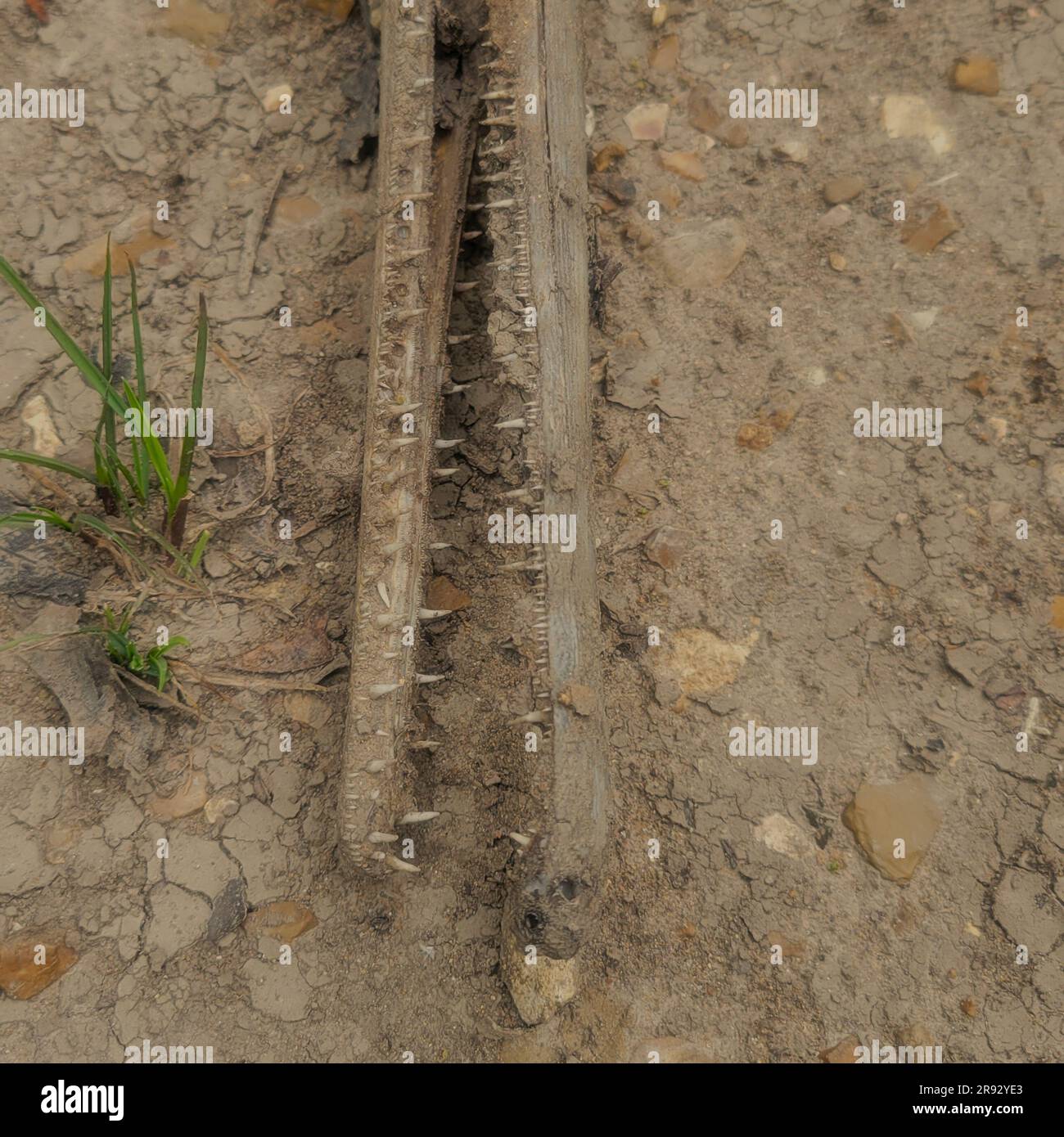 Primo piano della bocca di un Gar morto a naso lungo (Lepisosteus osseus), sulla riva del fiume. Foto Stock