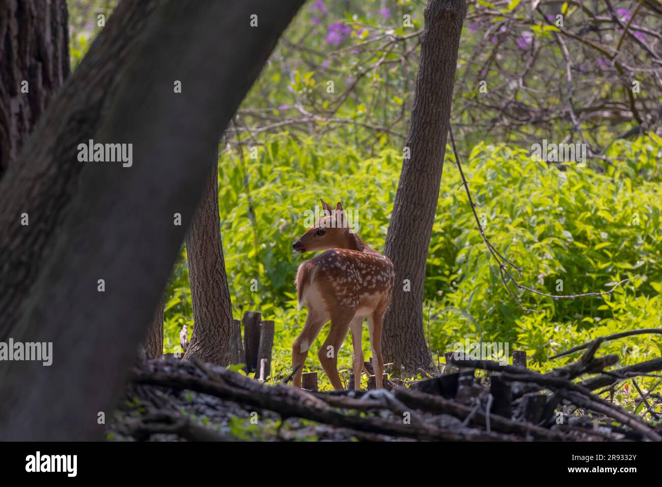 Cervi dalla coda bianca o cervi della Virginia (Odocoileus virginianus), nati nella foresta Foto Stock