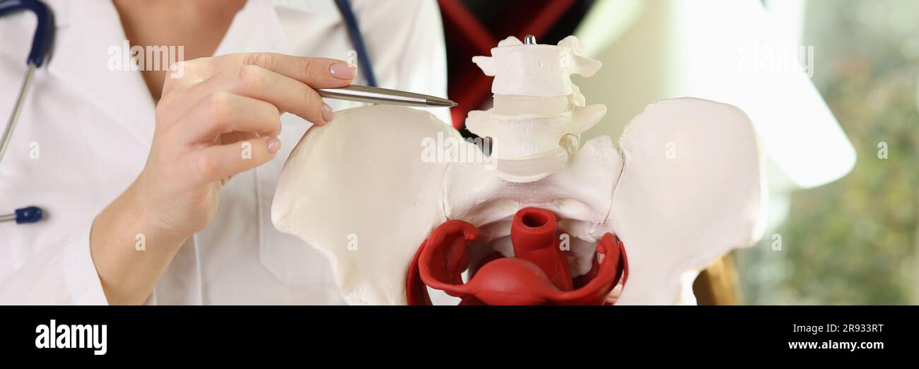 Medico ginecologo che mostra le ossa di pelvi femminile closeup Foto Stock