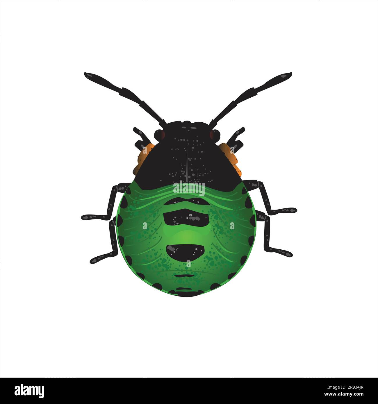Life-like Green Stink Bug Nymph, Chinavia Halaris Insect, Bug Illustrazione Vettoriale