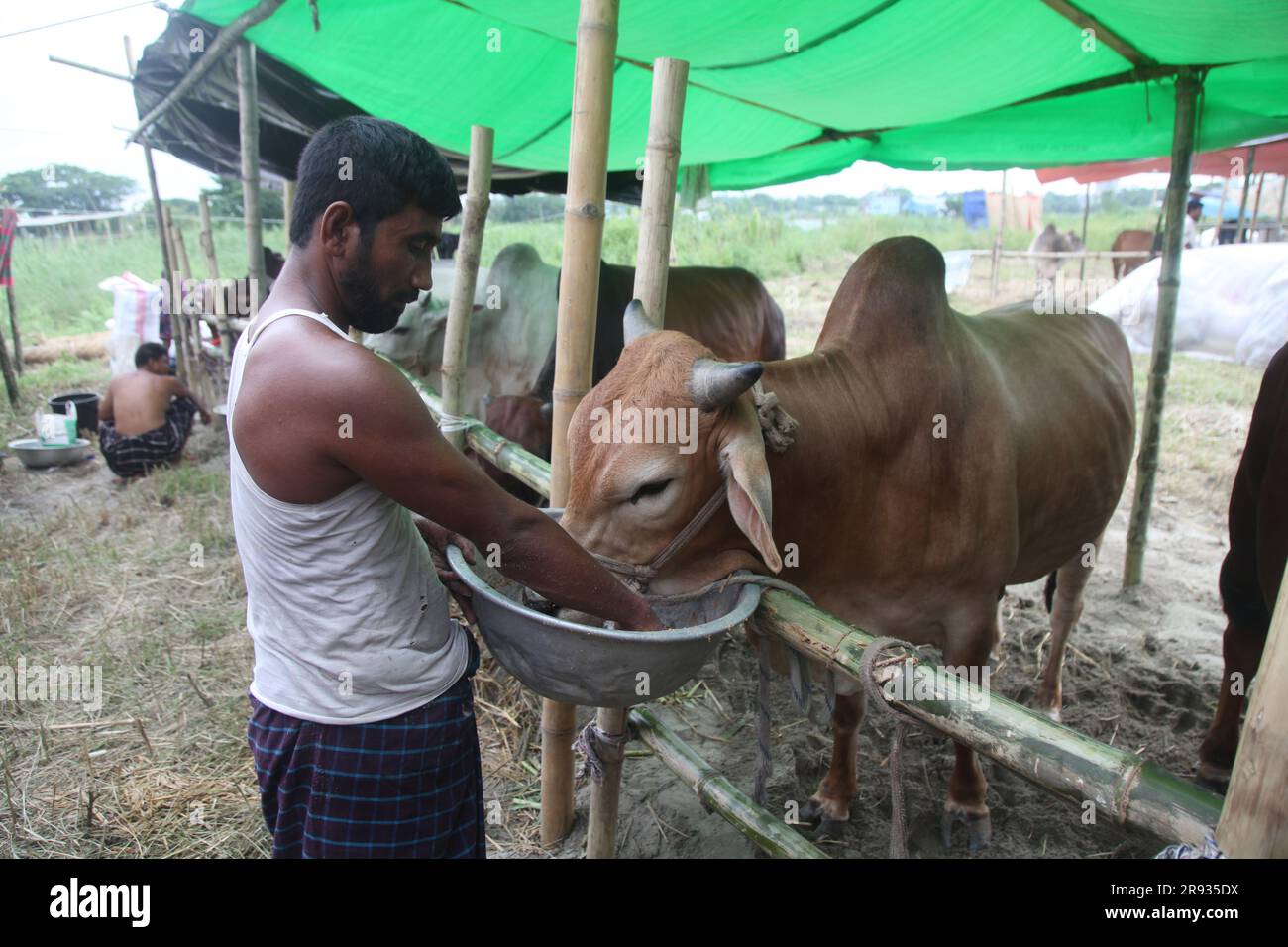Dhaka bangladesh 0n 24jun2023.la più grande festa Santa dei musulmani Eid UL Adha si sta avvicinando. Un proprietario di mucca sta dando da mangiare al suo bestiame al mercato del bestiame Foto Stock