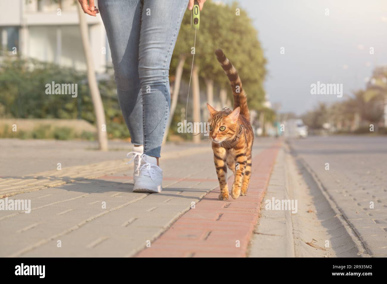 Un gatto bengala su un guinzaglio cammina accanto a una donna sul marciapiede. Camminare con un gatto domestico all'aperto. Foto Stock