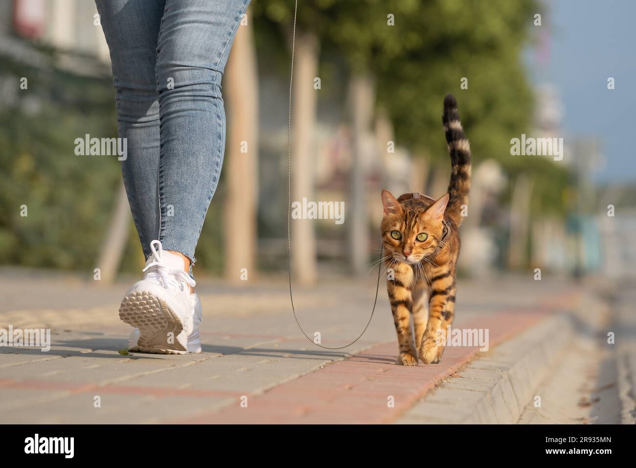 Un gatto bengala su un guinzaglio cammina accanto a una donna sul marciapiede. Camminare con un gatto domestico all'aperto. Foto Stock