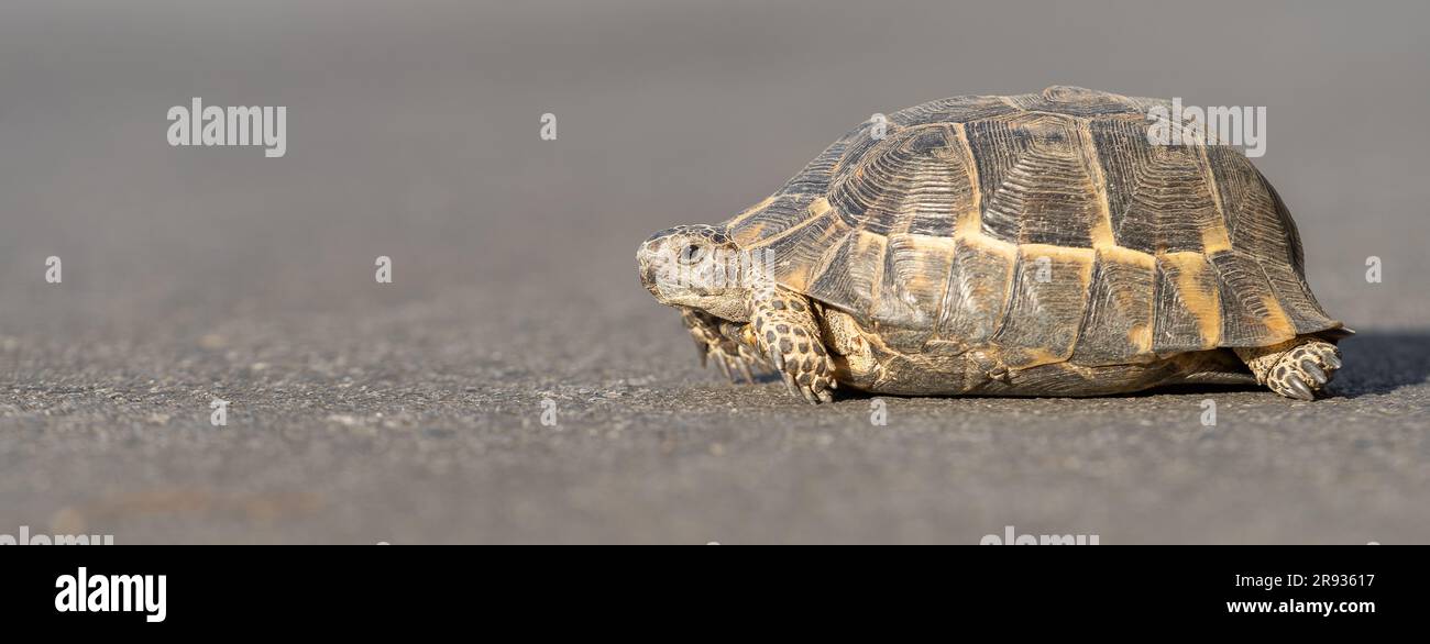 Una tartaruga di terra mediterranea adagiata sull'asfalto. Primo piano. Foto Stock