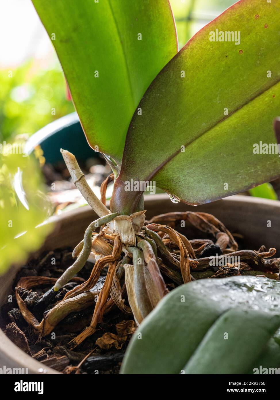Le radici e le foglie verdi spesse di una pianta di Phalaenopsis o di Moth Orchid Foto Stock