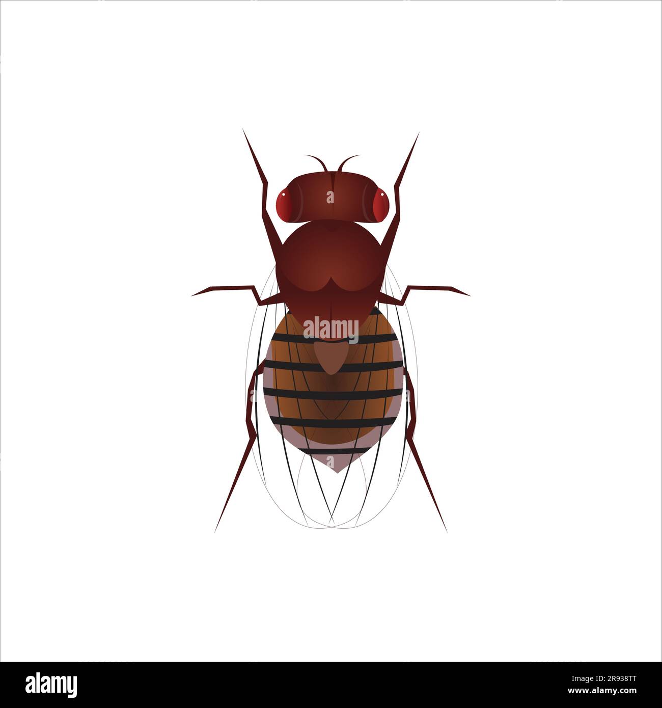 Life-like Fruit Fly, Drosophila melanogaster Insect, Bug Illustrazione Vettoriale