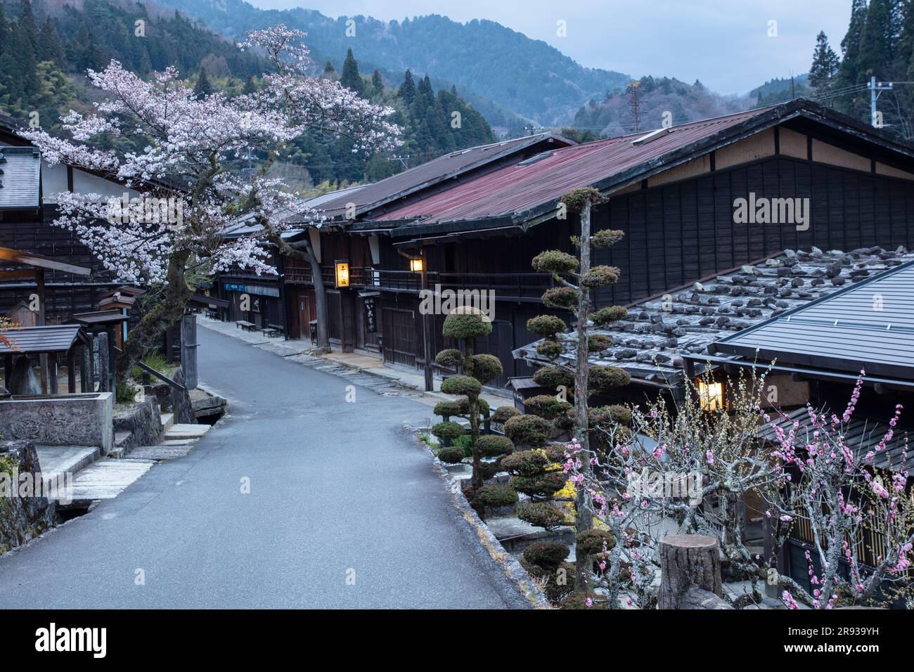Vista notturna di Tsumagojyuku in fiore di ciliegio Foto Stock