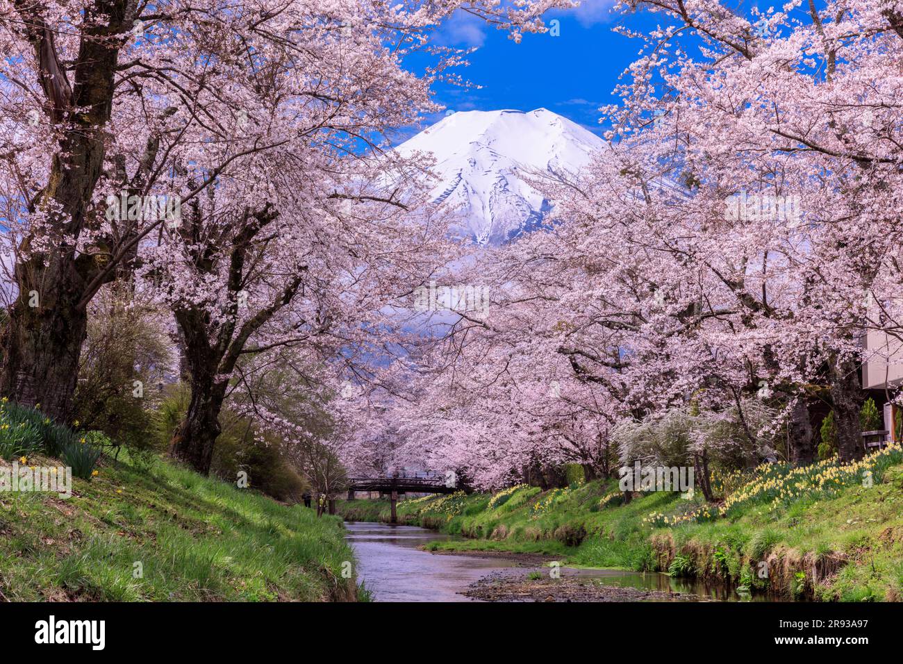 Alberi di ciliegio in fiore e Mt. Foto Stock