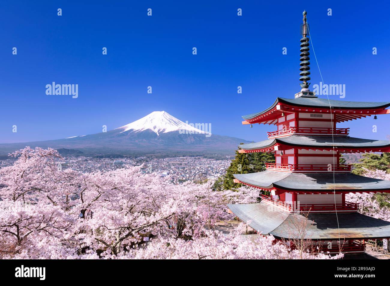 Fiori di ciliegio nel Parco Niikurayama Sengen e sul Monte Foto Stock