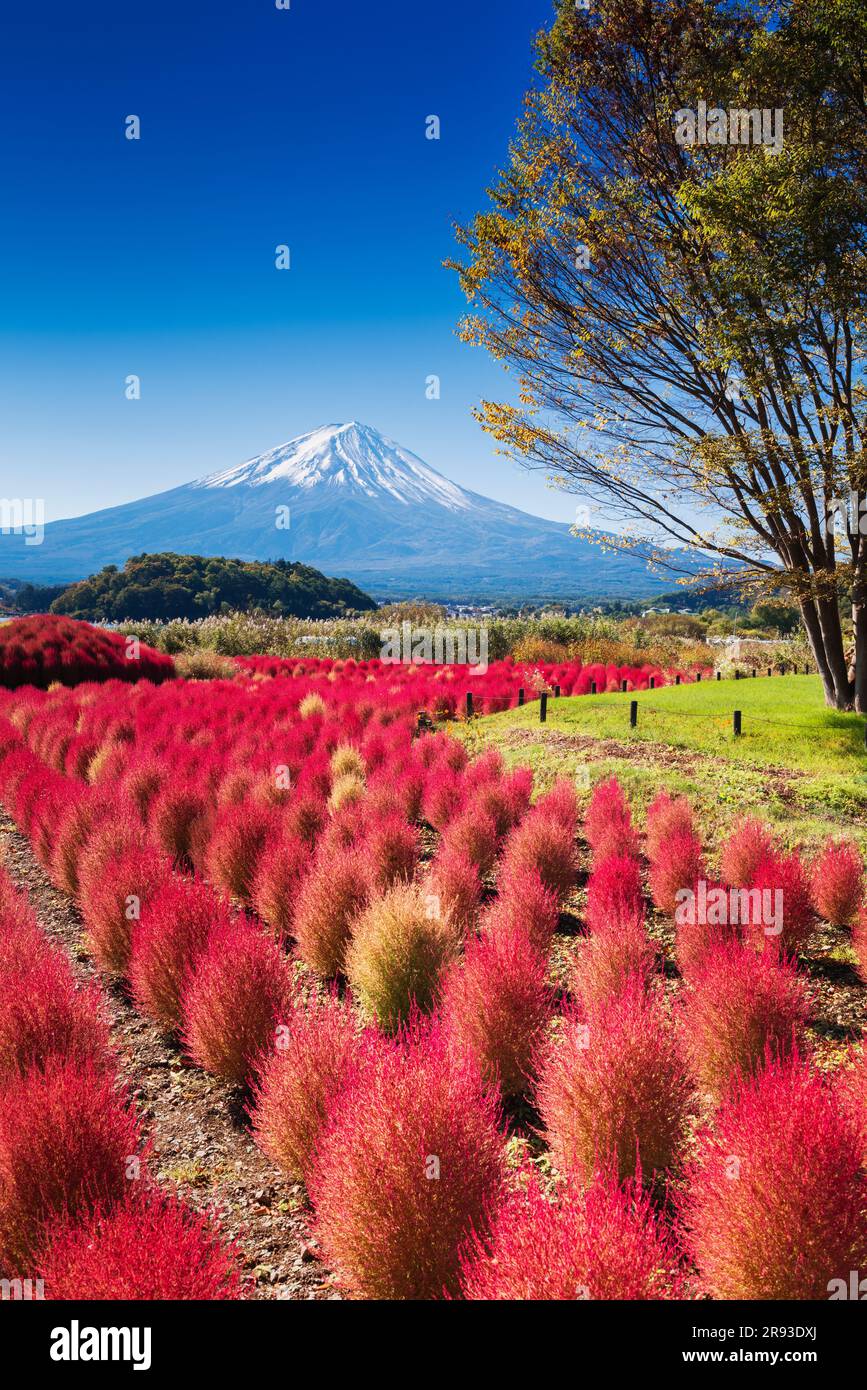 Fuji e Kochia Foto Stock