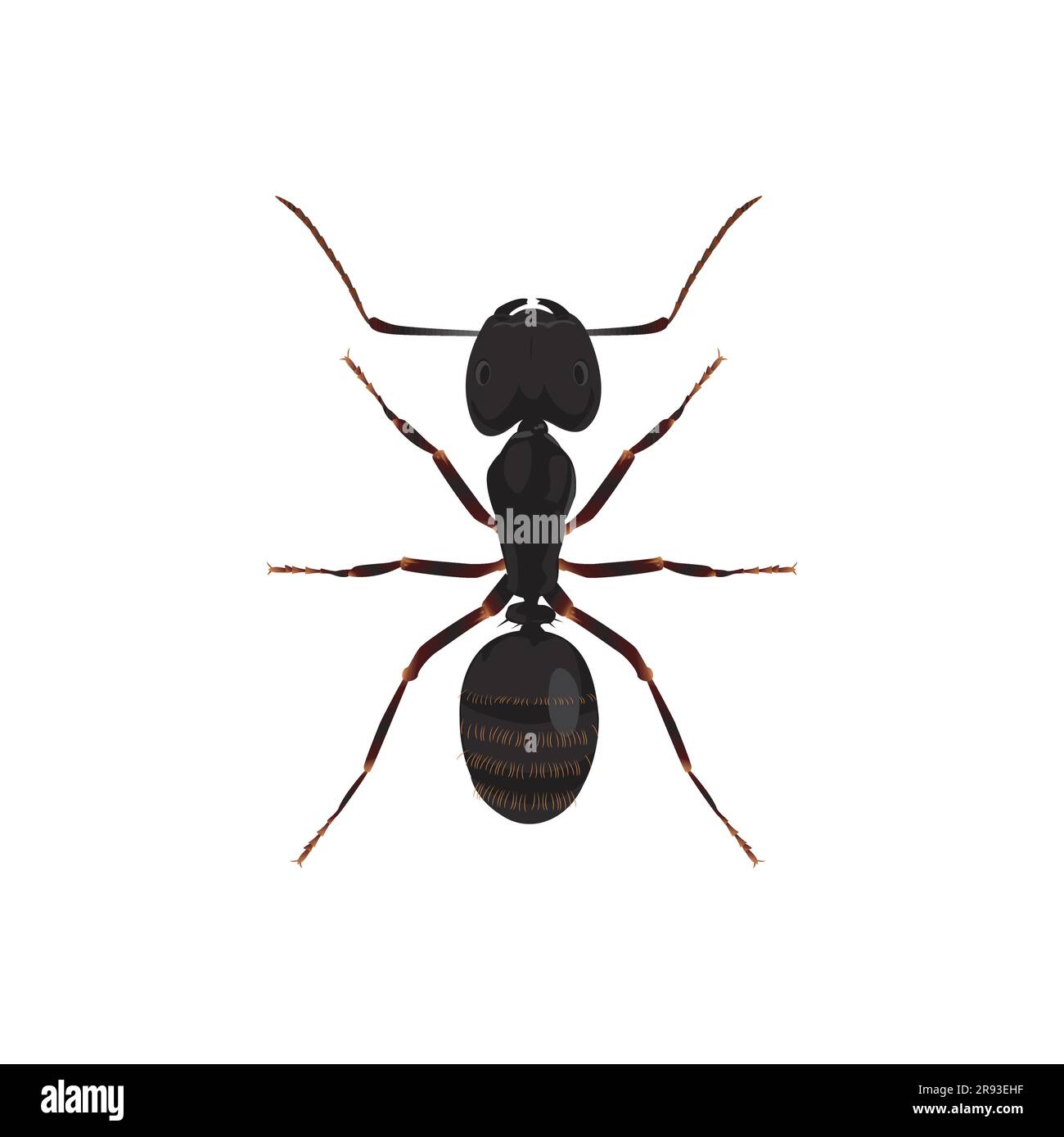 Carpenter Ant, Camponotus Insect, Bug Illustrazione Vettoriale