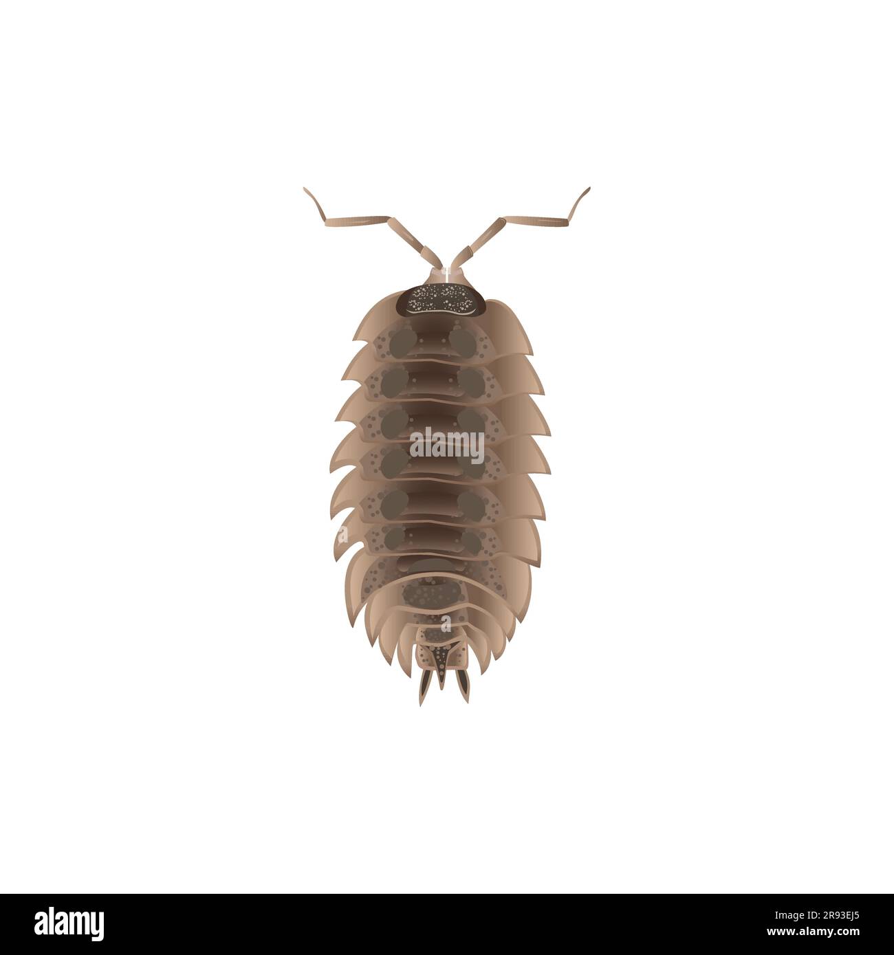 Insetti di pillole realistiche, insetti di Armadillidiidae, insetti Illustrazione Vettoriale