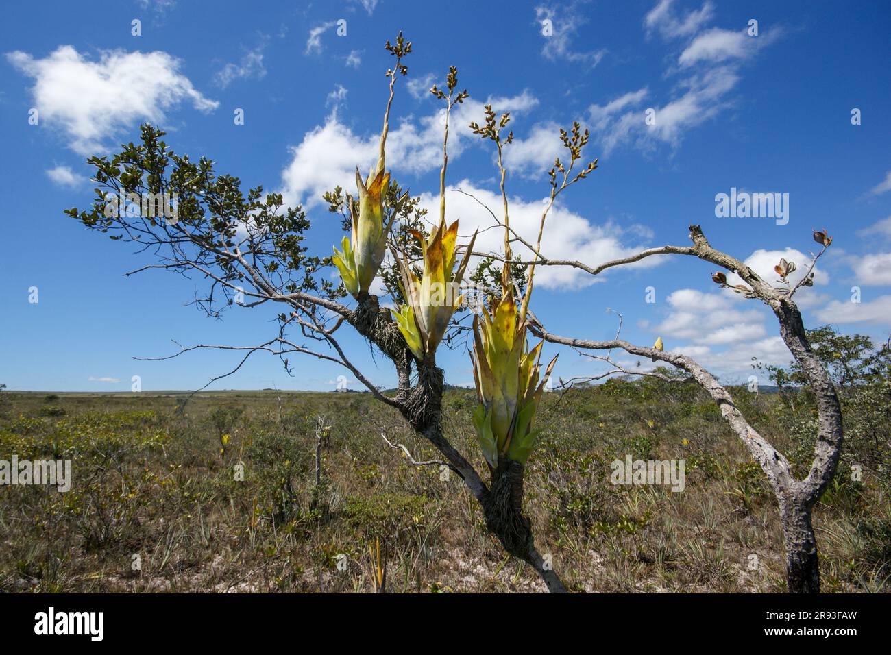 Bromeliade epifitica Catopsis berteroniana piante in fiore su un albero, Gran Sabana, Venezuela Foto Stock