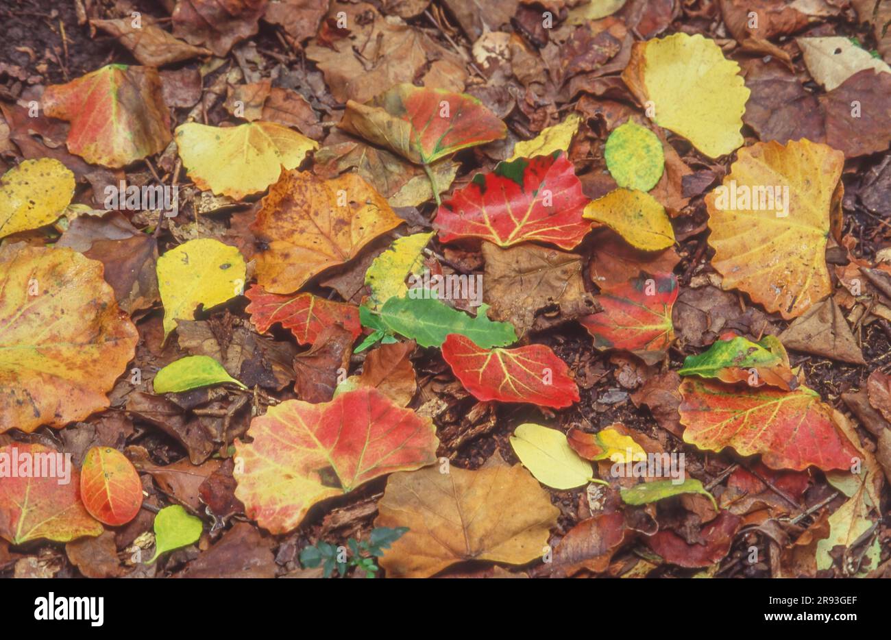 Foglie autunnali multicolore sdraiate a terra. Foto Stock