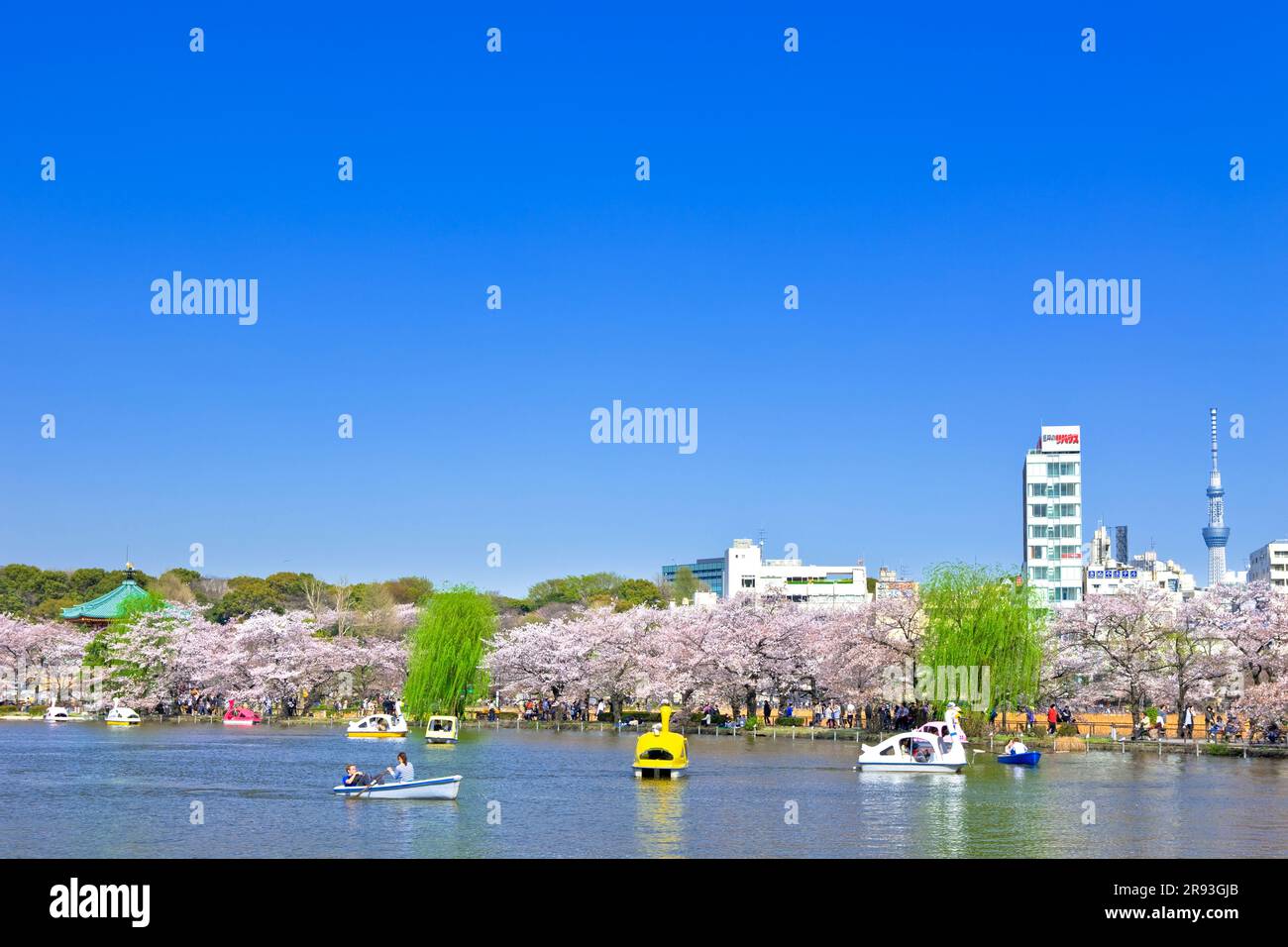 Fiori di ciliegio e stagno di Shinobazu nel Parco di Ueno Foto Stock