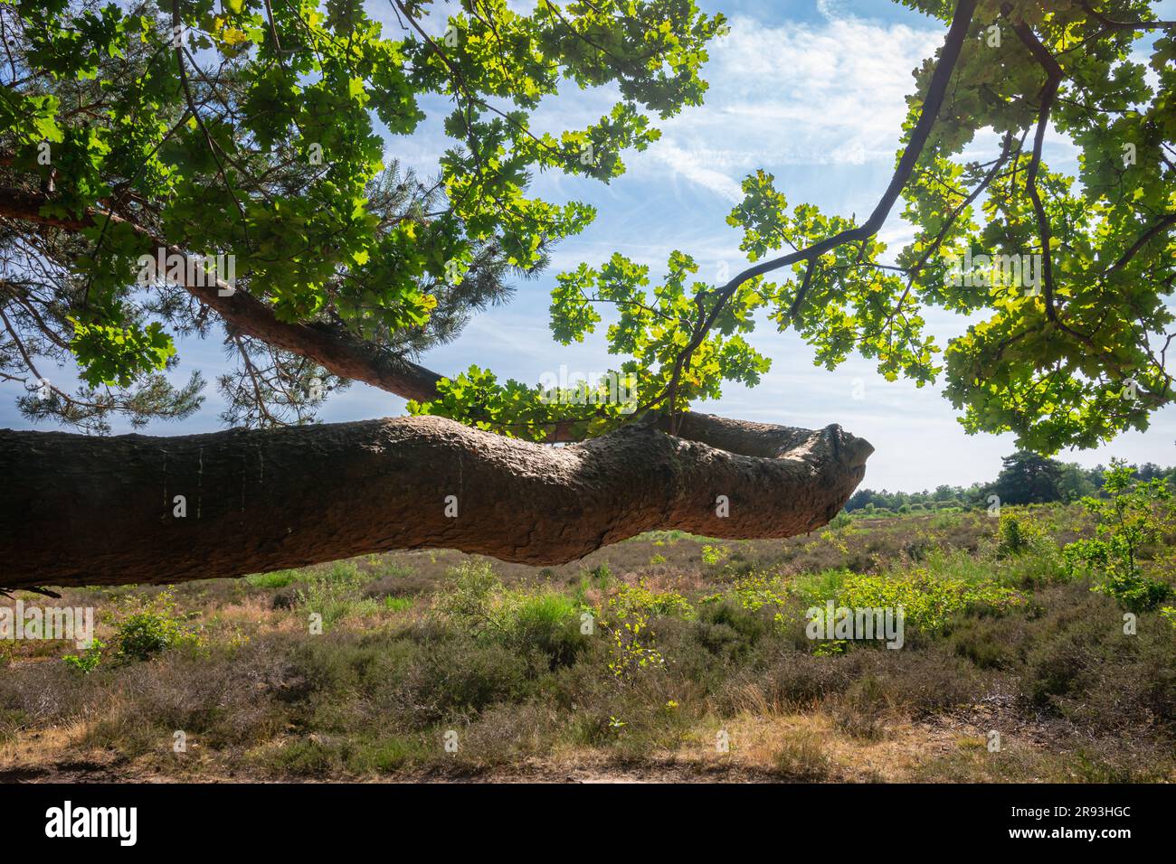 Immagine bizzarra di un ceppo di alberi curvato orizzontalmente in un paesaggio di brughiera Foto Stock