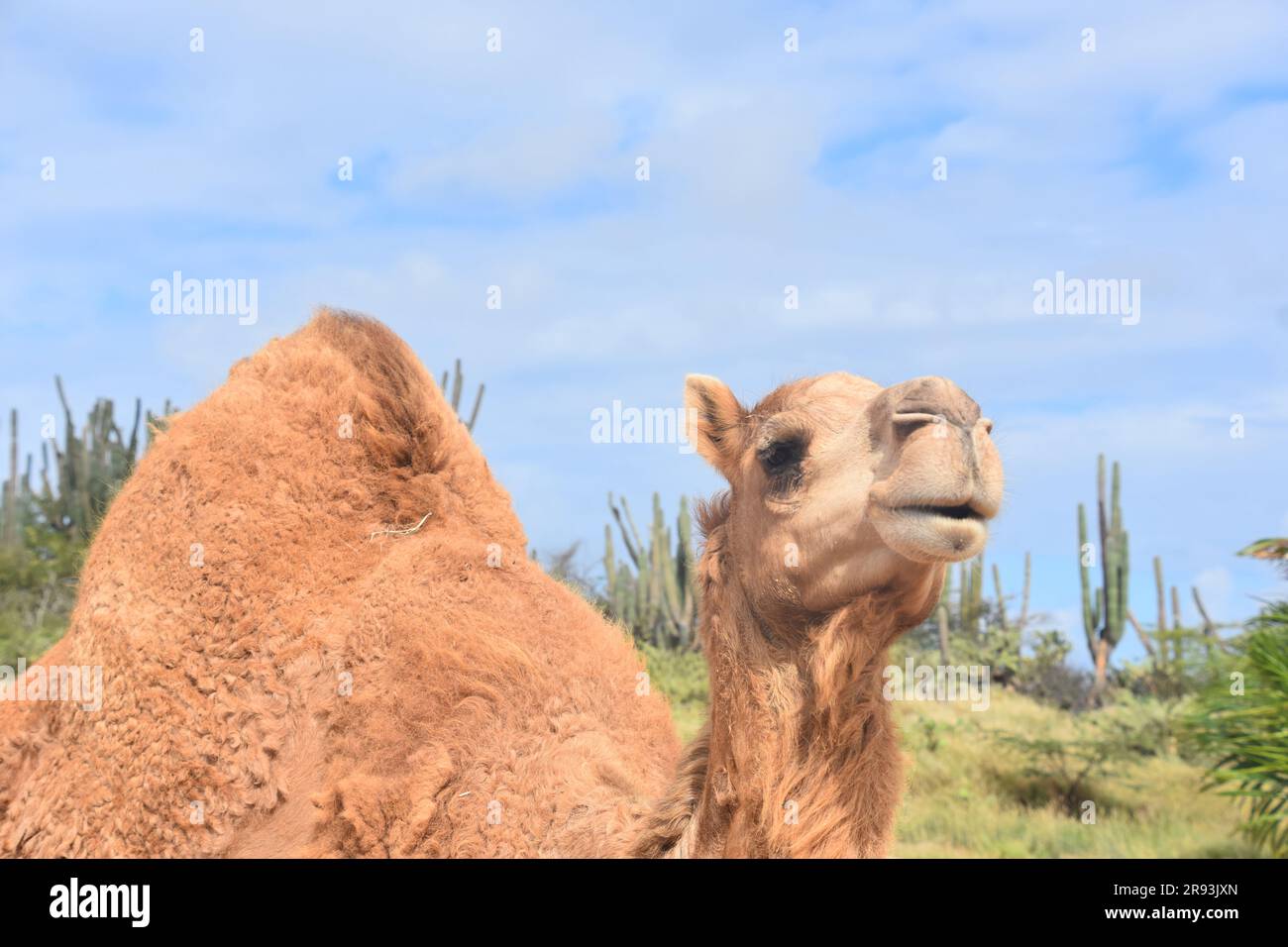 Grande cammello arabo con un lungo e spesso cappotto arbusto. Foto Stock
