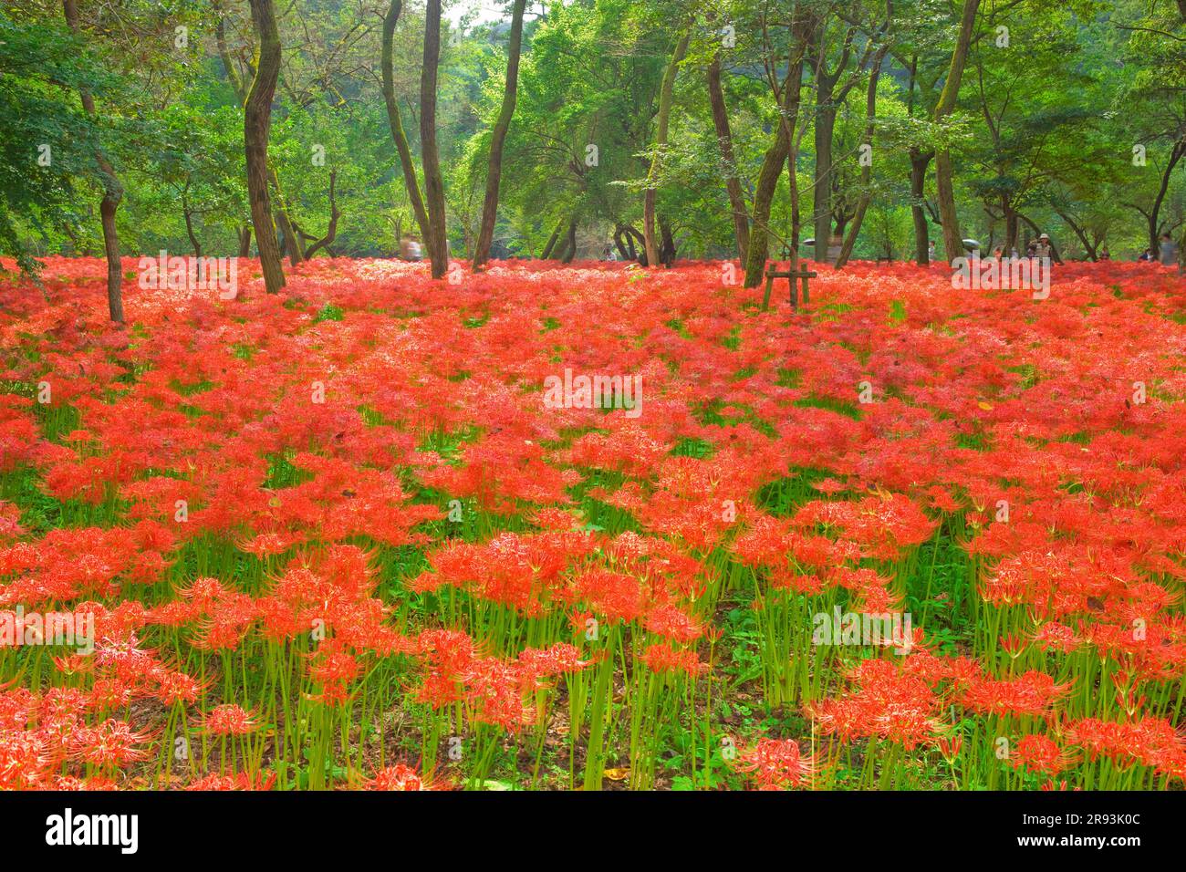 Higanbana a Kinchida Foto Stock