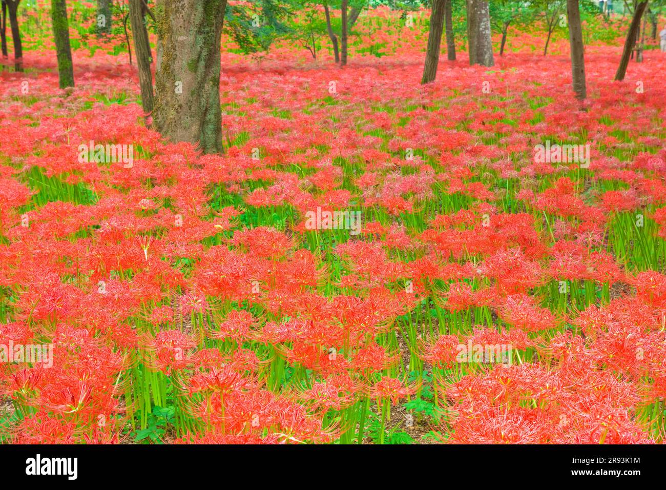 Higanbana a Kinchida Foto Stock