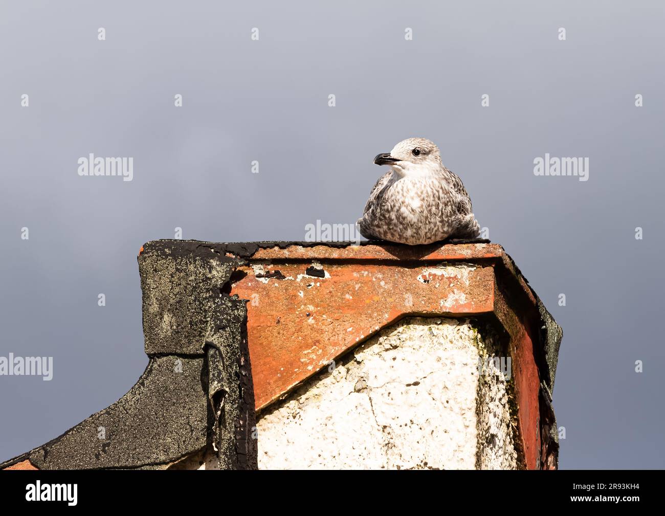 Guarda in alto, giovane gull Foto Stock